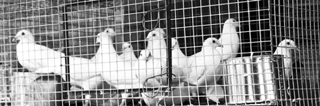 Doves (b/w) by Erin Clark art print