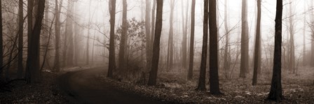 Forest Path (Sepia) by Erin Clark art print