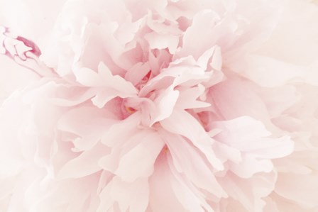 Peony II by Erin Clark art print