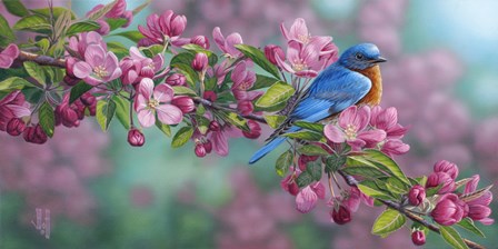 Garden Sapphire - Bluebird by Jeffrey Hoff art print