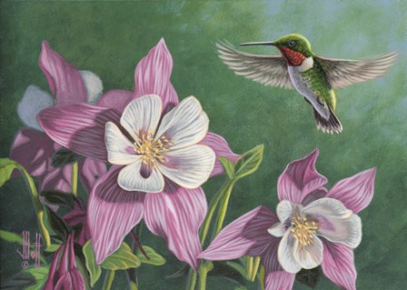 Hummingbird Pink - Columbine by Jeffrey Hoff art print