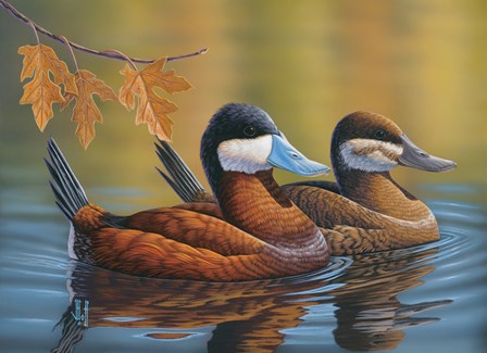 Stiff Tails Ruddy Ducks by Jeffrey Hoff art print