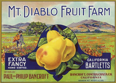 Mt. Diablo Fruit Farm Bartletts by Lantern Press art print