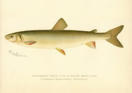 Adirondack Frost Fish by Print Collection art print