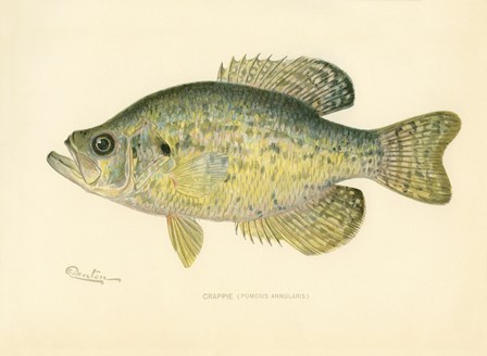 Crappie by Print Collection art print