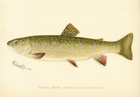 Female Brook Trout by Print Collection art print