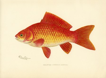 Goldfish by Print Collection art print