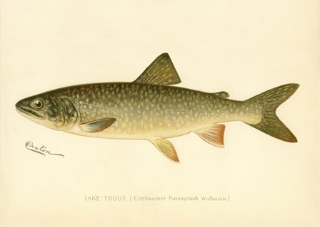 Lake Trout by Print Collection art print