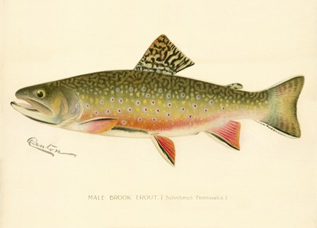 Male Brook Trout by Print Collection art print