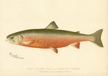 Male Sunapee Trout by Print Collection art print