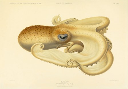 Octopus - Die Cephalopod - 1915 - Plate 75 by Print Collection art print
