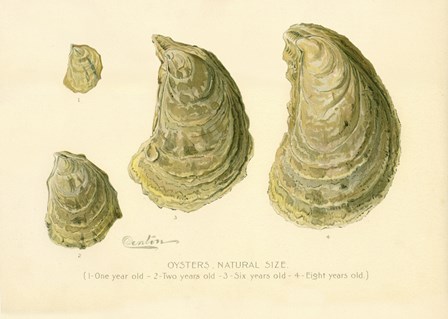 Oysters Natural Size by Print Collection art print