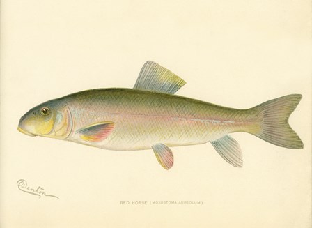 Red Horse Fish by Print Collection art print