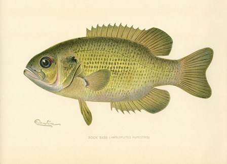 Rock Bass by Print Collection art print