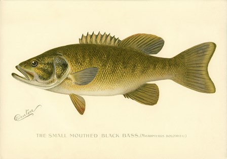Small Mouthed Black Bass by Print Collection art print