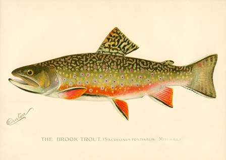 The Brook Trout by Print Collection art print