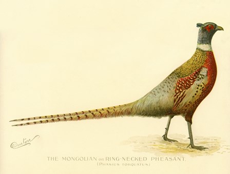 The Mongolian or Ring-Necked Pheasant by Print Collection art print
