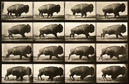 Buffalo Running, Animal Locomotion Plate 700 by Print Collection art print