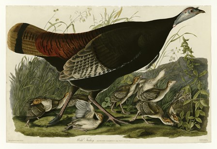 Wild Turkey by John James Audubon art print