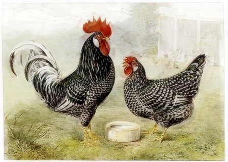 Roosters by Vintage Apple Collection art print