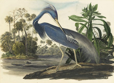 Blue Heron by John James Audubon art print