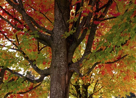 New England Autumn I by Mindy Sommers art print
