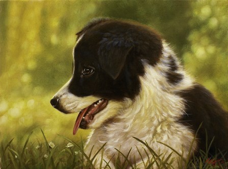 Border Collie Pup 2 by John Silver art print