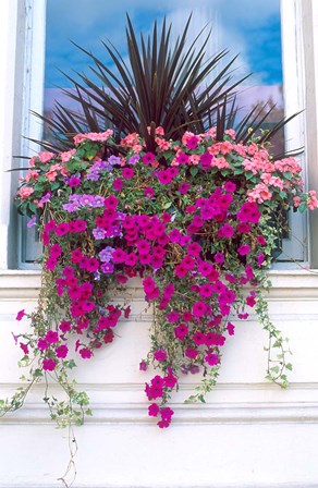 Flower Box in London, England by David R. Frazier / Danita Delimont art print