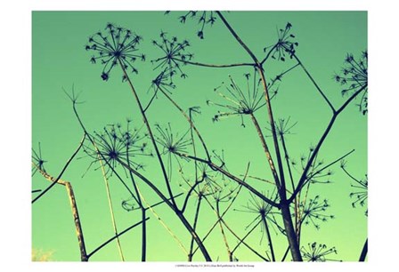 Cow Parsley I by Lillian Bell art print