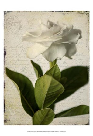 Gardenia Grunge I by Honey Malek art print