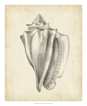 Antique Shell Study IV by Ethan Harper art print