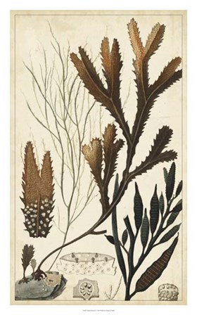 Turpin Seaweed I by Pierre Jean Francois Turpin art print