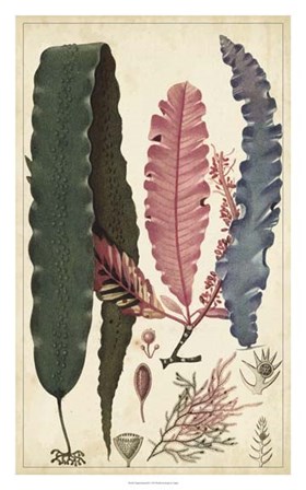 Turpin Seaweed II by Pierre Jean Francois Turpin art print