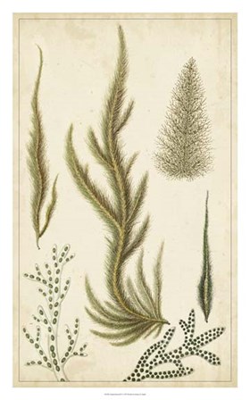 Turpin Seaweed IV by Pierre Jean Francois Turpin art print