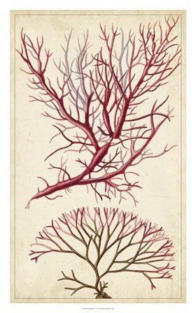 Turpin Seaweed V by Pierre Jean Francois Turpin art print