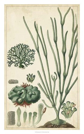 Turpin Seaweed VI by Pierre Jean Francois Turpin art print
