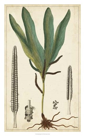 Foliage Botanique II by Pierre Jean Francois Turpin art print