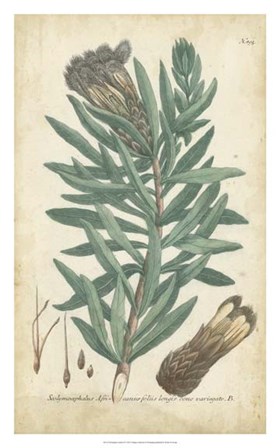 Weinmann Conifers IV by Joseph Weinmann art print