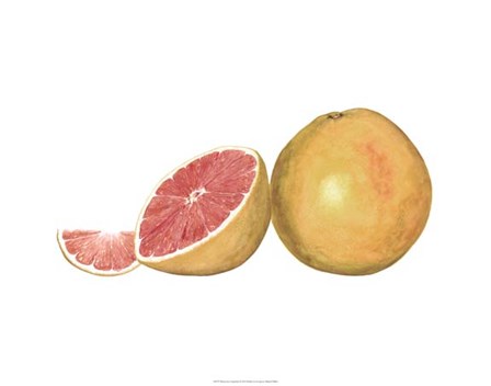 Watercolor Grapefruit by Michael Willett art print