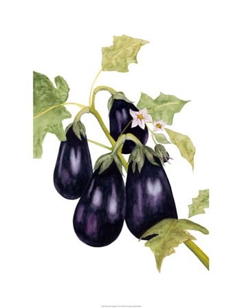 Watercolor Eggplant by Michael Willett art print