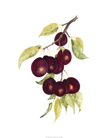 Watercolor Plums by Michael Willett art print