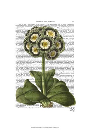 Primula Auricula Blue by Fab Funky art print