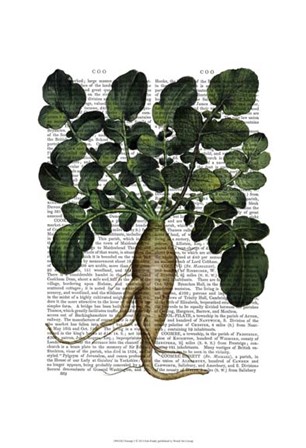 Parsnip 1 by Fab Funky art print