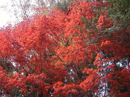 Red Tree by Naxart art print