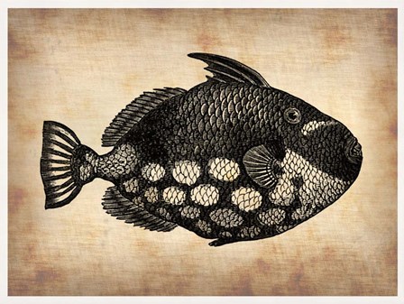 Vintage Fish by Irina March Naxart Studio art print