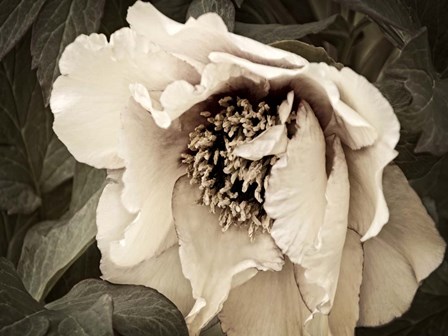 Golden Era Peony III by Rachel Perry art print