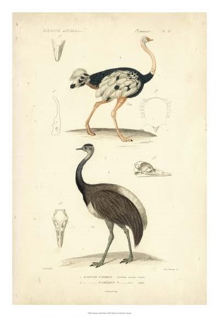 Antique Ostrich Study by N. Remond art print