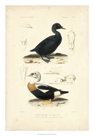 Antique Duck Study I by N. Remond art print