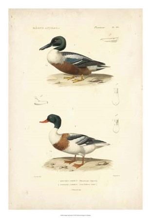 Antique Duck Study II by N. Remond art print