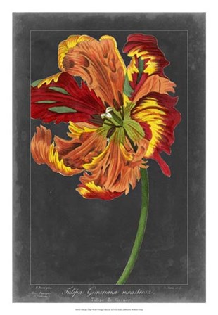 Midnight Tulip I by Vision Studio art print